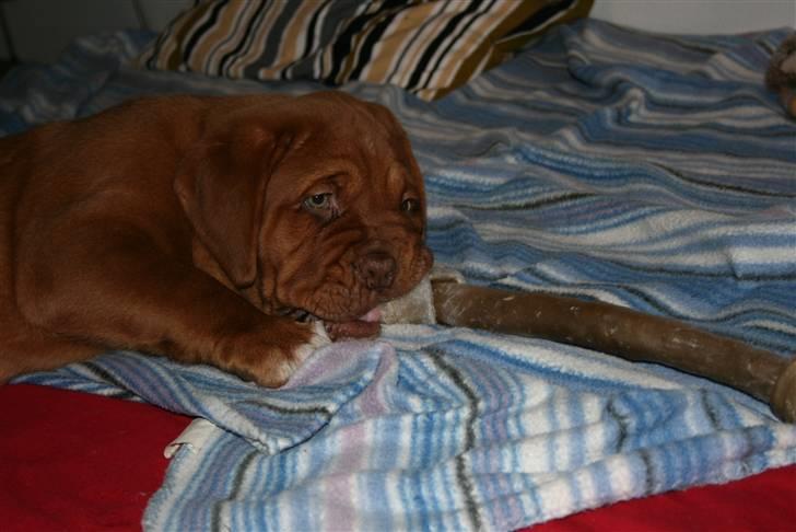 Dogue de bordeaux Zokana's Cazzzius billede 7