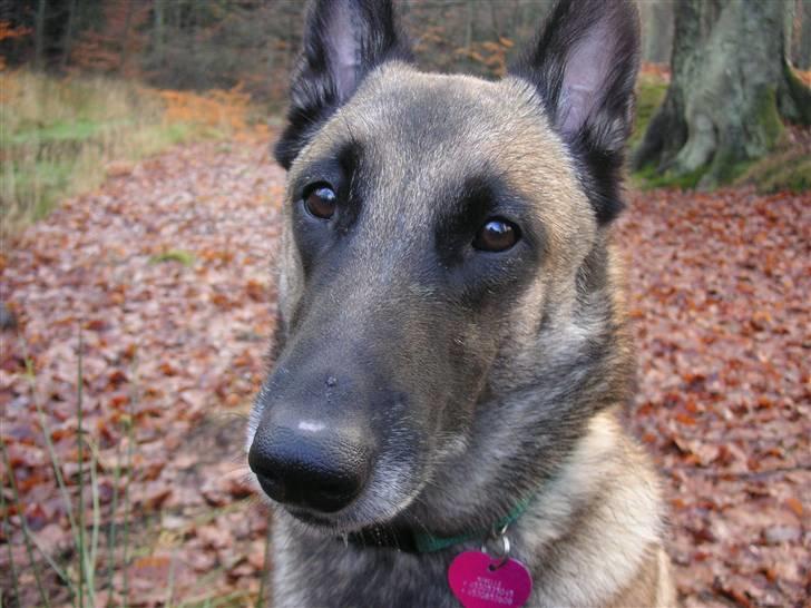 Malinois Isell´s Xibelle - Elsker det dejlige blik! billede 9