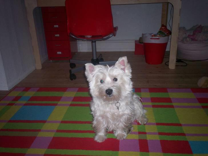 West highland white terrier Pingo  - Hej .. med jer <3<3 Velkommen til min profil <3<3 billede 1