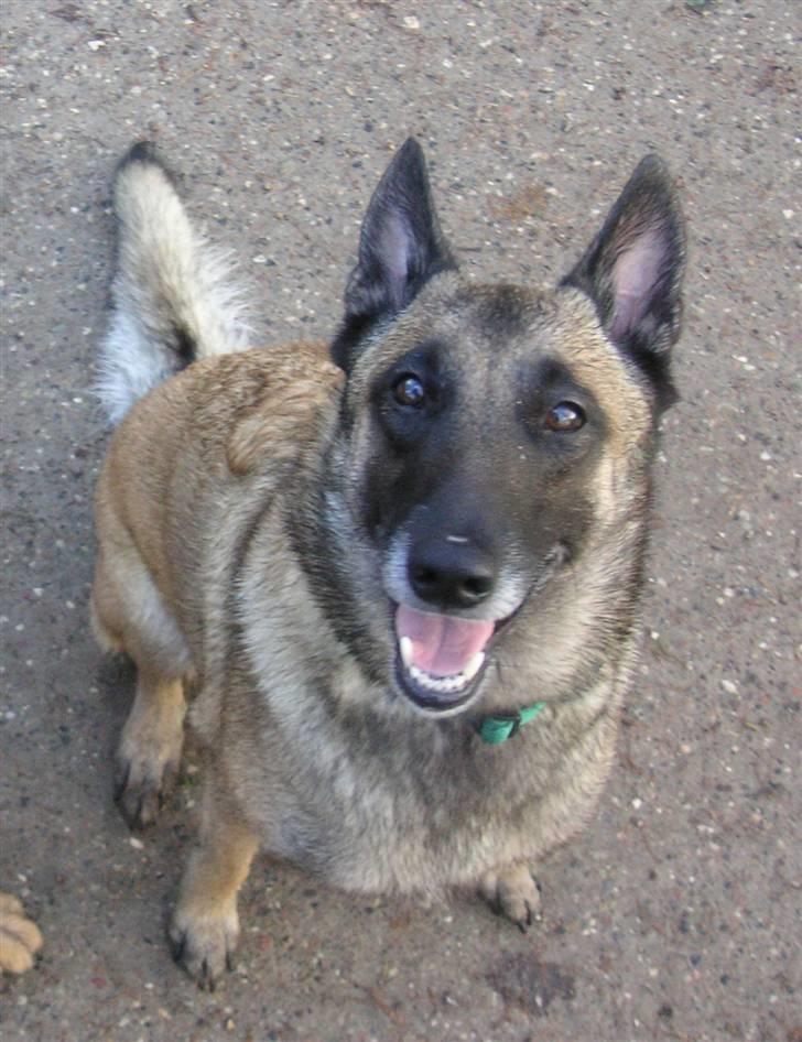 Malinois Isell´s Xibelle - Hvis jeg ser rigtig sød ud får jeg så en guffer? billede 10