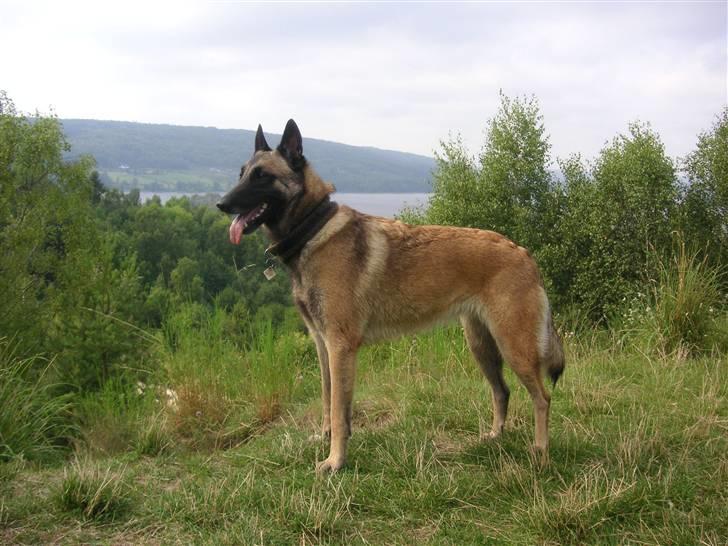 Malinois Isell´s Xibelle billede 11
