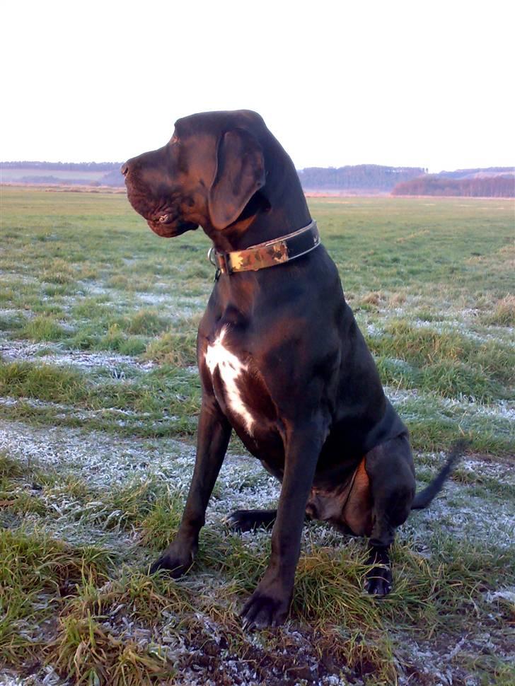 Grand danois WINTHER'S ARMARNI billede 18