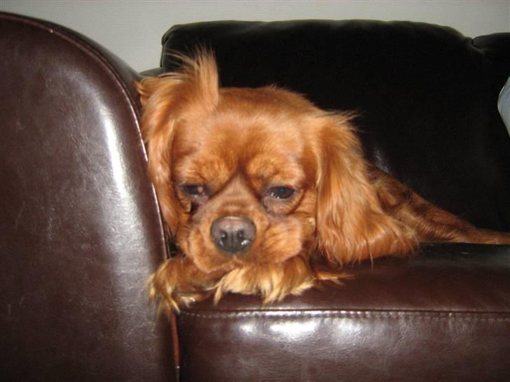 Cavalier king charles spaniel Maggie - Maggie, elsker bare sofa hygge billede 2