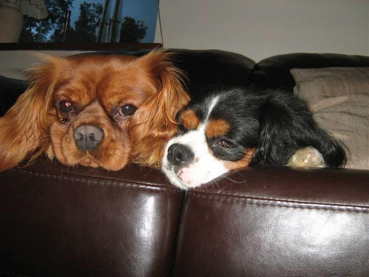 Cavalier king charles spaniel Maggie - Maggie og Sheila. Ogigen total sofa hygge. De kan faktisk ikke undvære hinanden billede 3