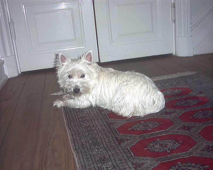 West highland white terrier Pingo  - Se mig nuuu....... billede 3