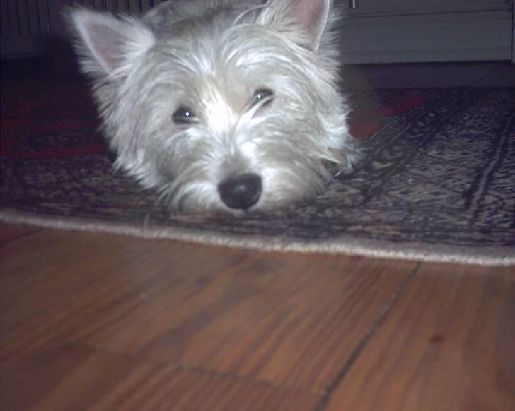 West highland white terrier Pingo  - Hey man.... billede 4