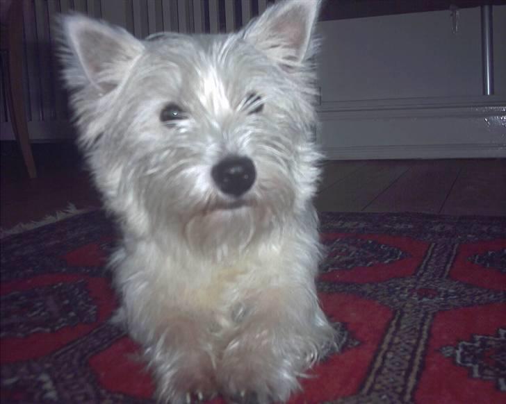 West highland white terrier Pingo  - Smukke mig ... okay det er så mig ..... billede 5