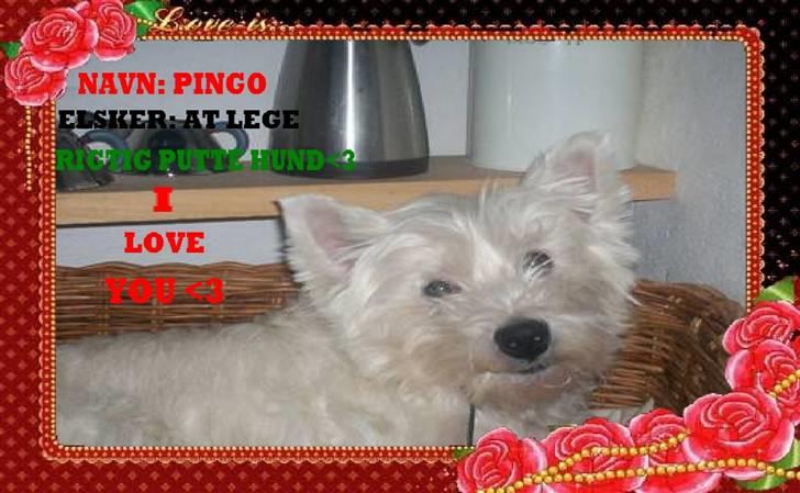 West highland white terrier Pingo  - søde Pingo med seje billeder ;) billede 6