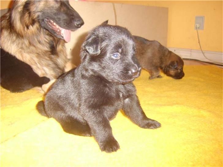 Blanding af racer Rossi - Vores lille baby sammen med sin mor i baggrunden. billede 1