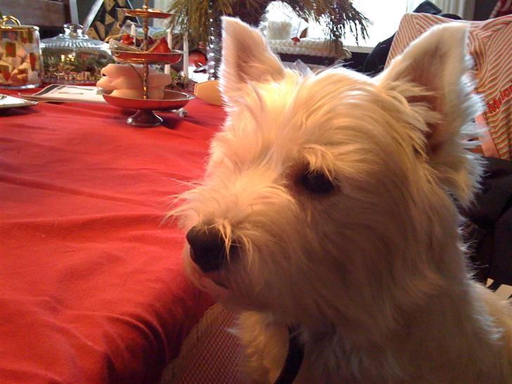 West highland white terrier Pingo  - Hej hej ... her er jeg så igen igen ......... billede 7