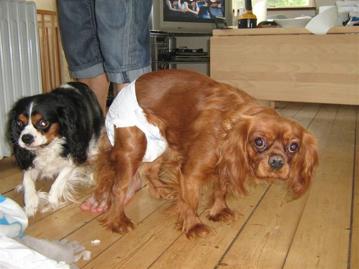 Cavalier king charles spaniel Maggie - Maggie var i løbetid. Så vi prøvede at give hende en rigtig ble på. Det syntes hun var lidt flovt, så den kom hurtigt af ;) billede 4