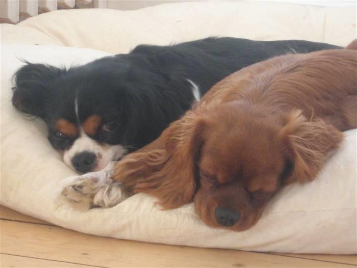 Cavalier king charles spaniel Maggie - Her er putter Maggie igen medSheila. Hun kan ikke undvære hende billede 5