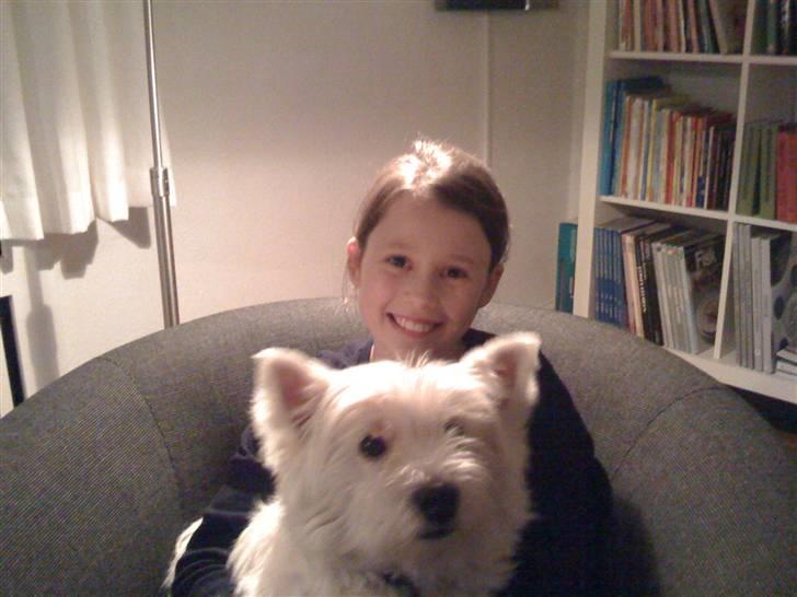 West highland white terrier Pingo  - hej hej ...... smukke  billede 8