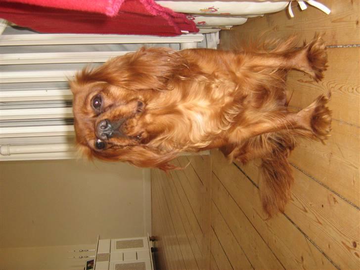 Cavalier king charles spaniel Maggie - Maggie, når hun prøver at se klog ud ;) billede 6