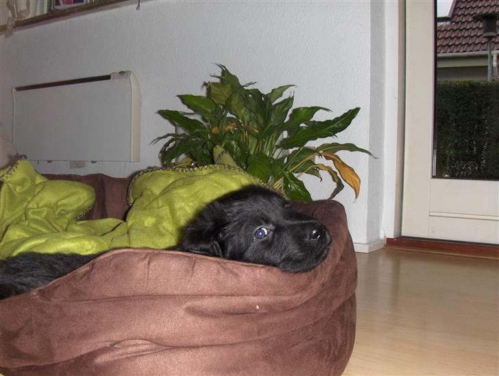 Blanding af racer Rossi - Rossi får sig en lur i sin nye hundeseng. billede 2