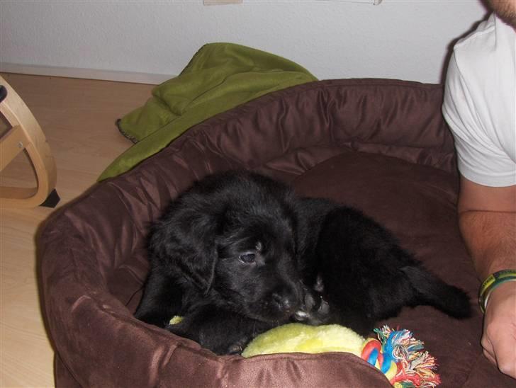 Blanding af racer Rossi - så putter vi lidt igen. billede 4