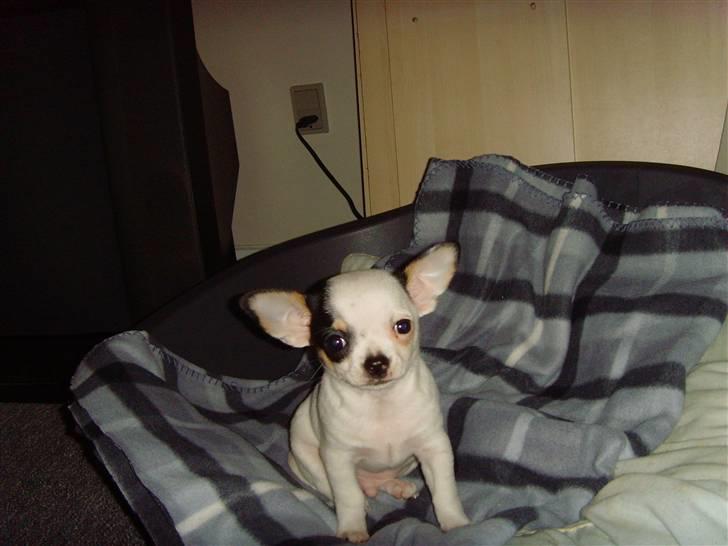 Chihuahua Charlie (Pirat Jack) - Så nuttet billede 1