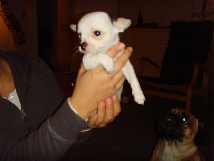 Chihuahua Charlie (Pirat Jack) - Lidt betuttet billede 2