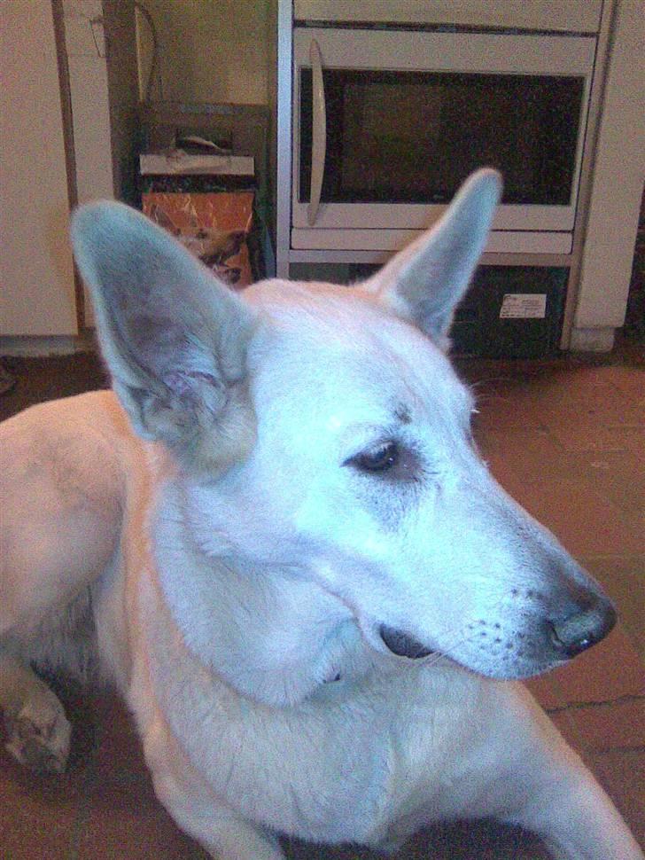 Hvid schæfer Jasmin - Min dejlige jasmin billede 1