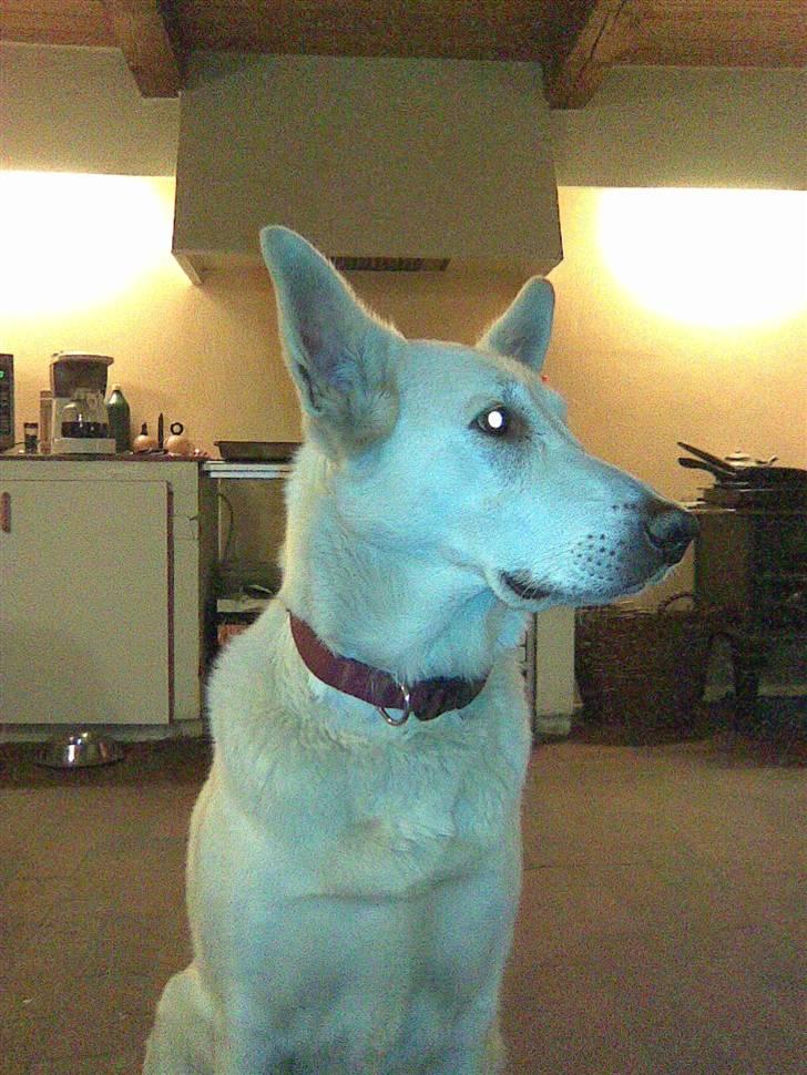 Hvid schæfer Jasmin billede 2