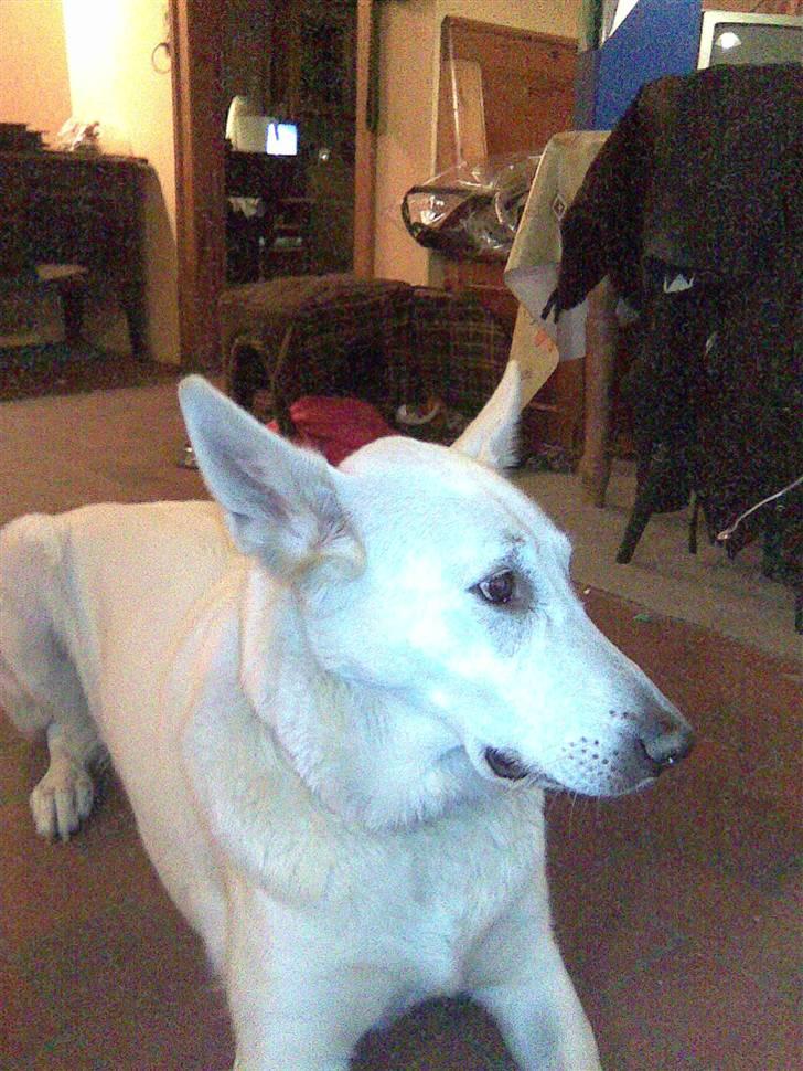 Hvid schæfer Jasmin billede 3