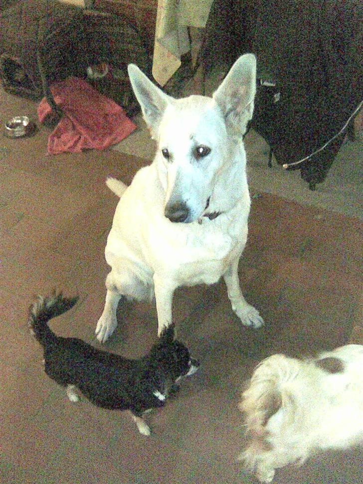 Hvid schæfer Jasmin - Jasmin sammen med vores to andre hunde. En chihuahua og en papilon billede 4
