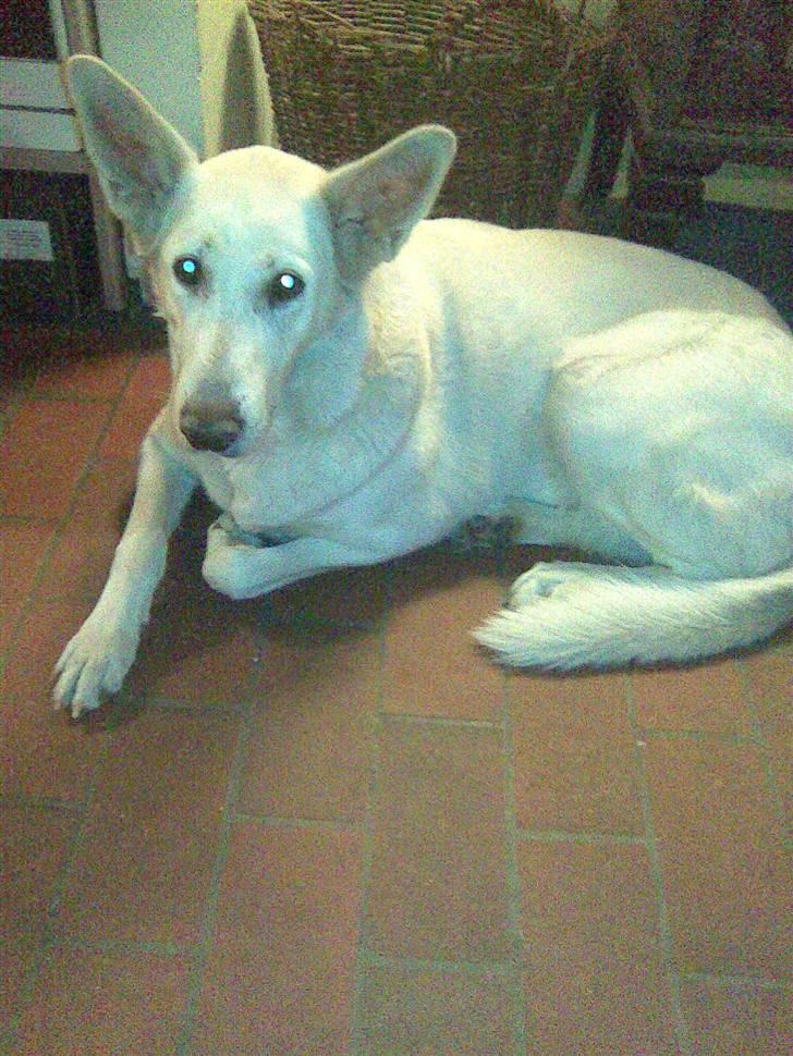 Hvid schæfer Jasmin billede 5