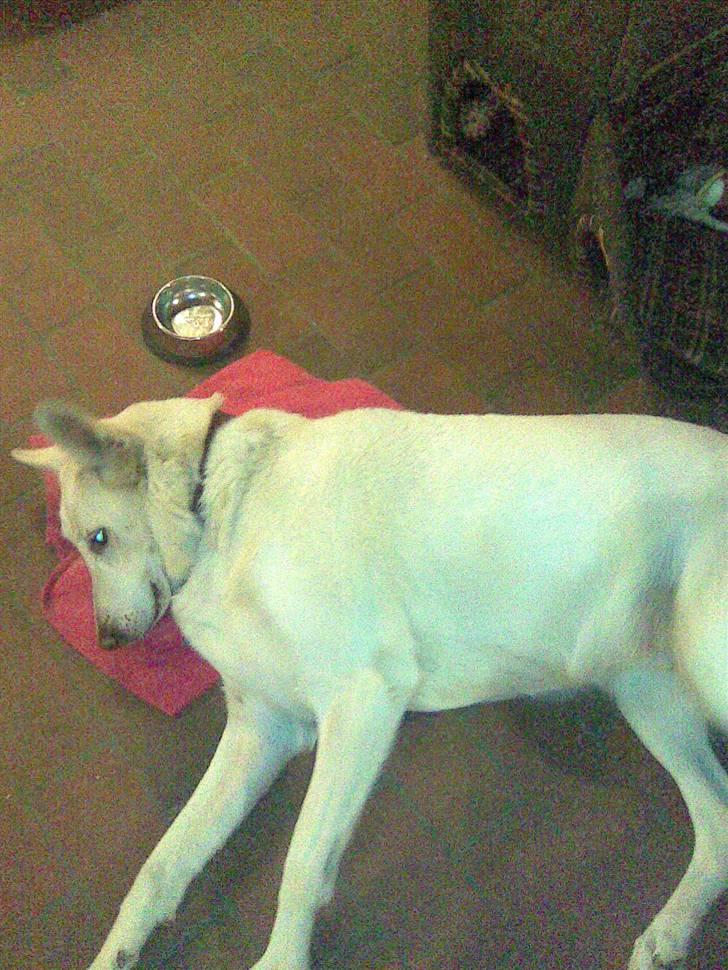 Hvid schæfer Jasmin billede 6