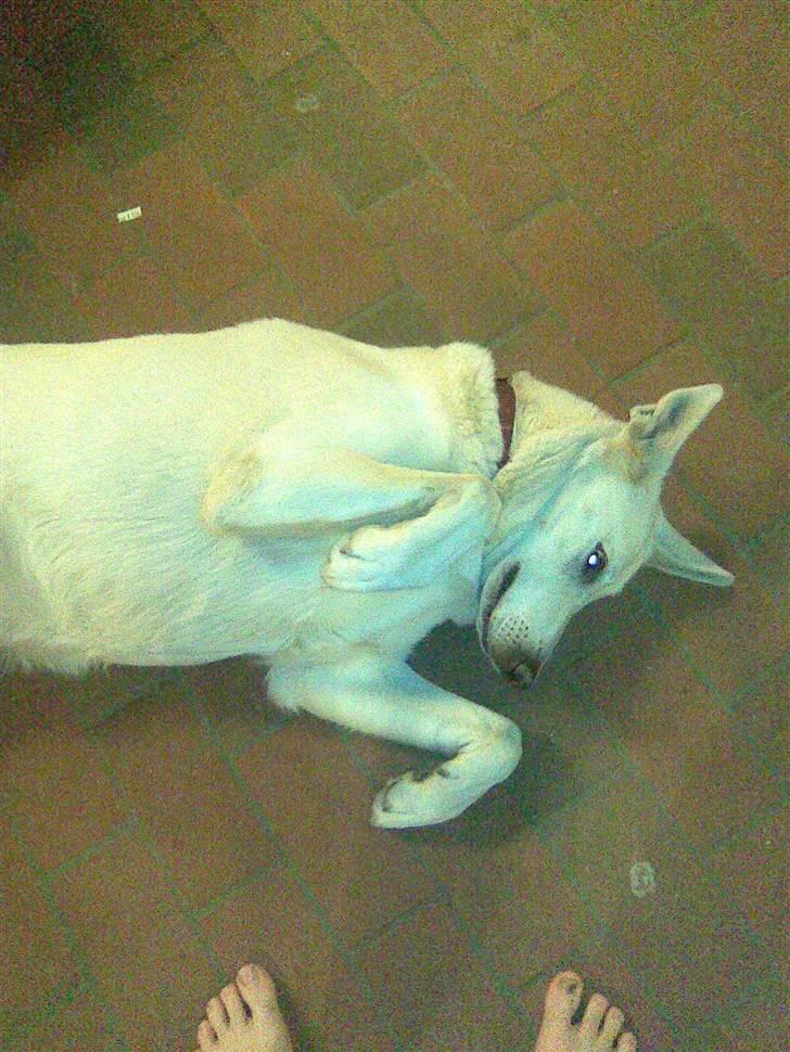 Hvid schæfer Jasmin - Nu du lige står der, så kras mig lige på maven :-) billede 7