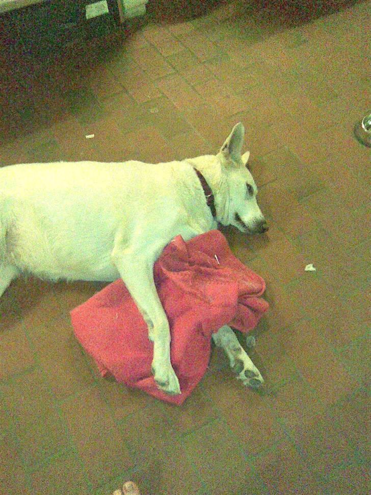 Hvid schæfer Jasmin - Ligger lige med sit tæppe billede 8