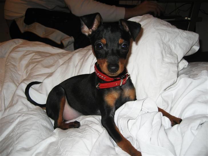 Dvaergpinscher Rødkildes Scirocco billede 1