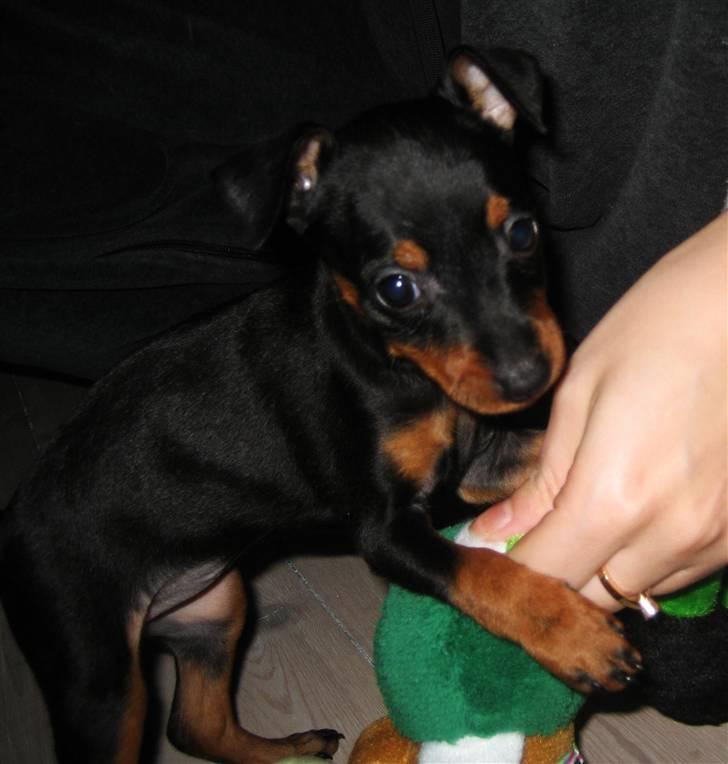 Dvaergpinscher Rødkildes Scirocco billede 2