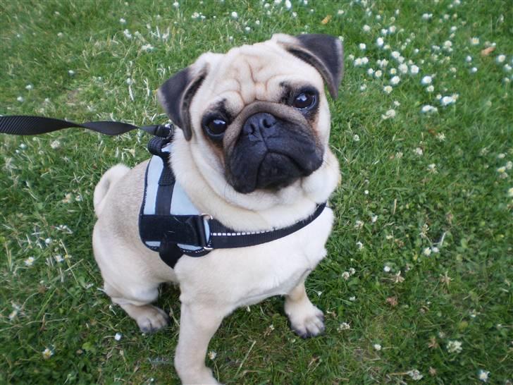 Mops Møffe billede 1