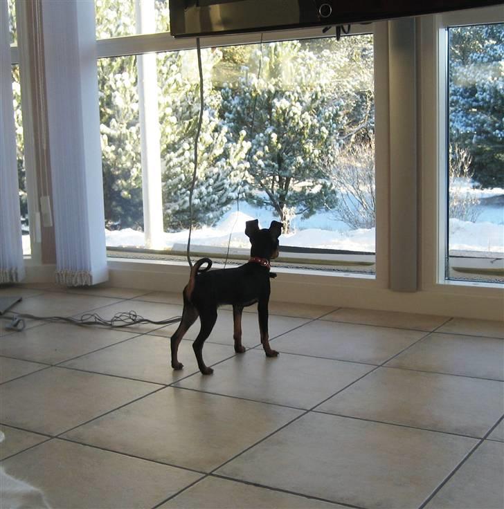 Dvaergpinscher Rødkildes Scirocco billede 3