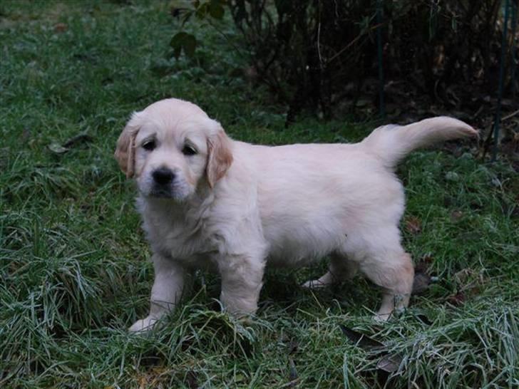 Golden retriever Soey billede 10