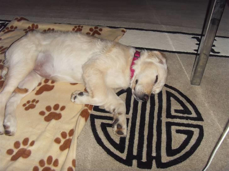 Golden retriever Soey - Træt efter en laaaang "ferie"..  billede 11