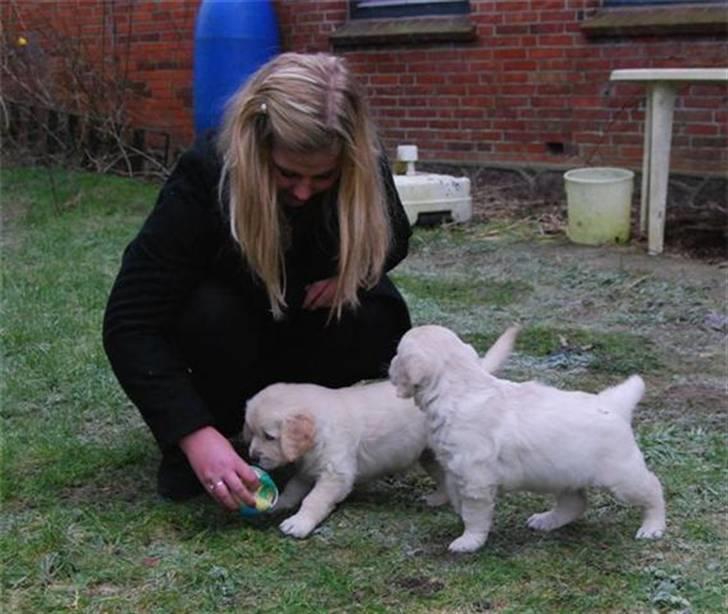 Golden retriever Soey - Ude på græsset første gang med søster..  billede 12