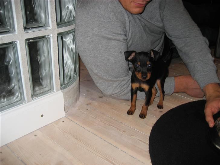 Dvaergpinscher Rødkildes Scirocco - Lige kommet hjem til min nye mor og far billede 5