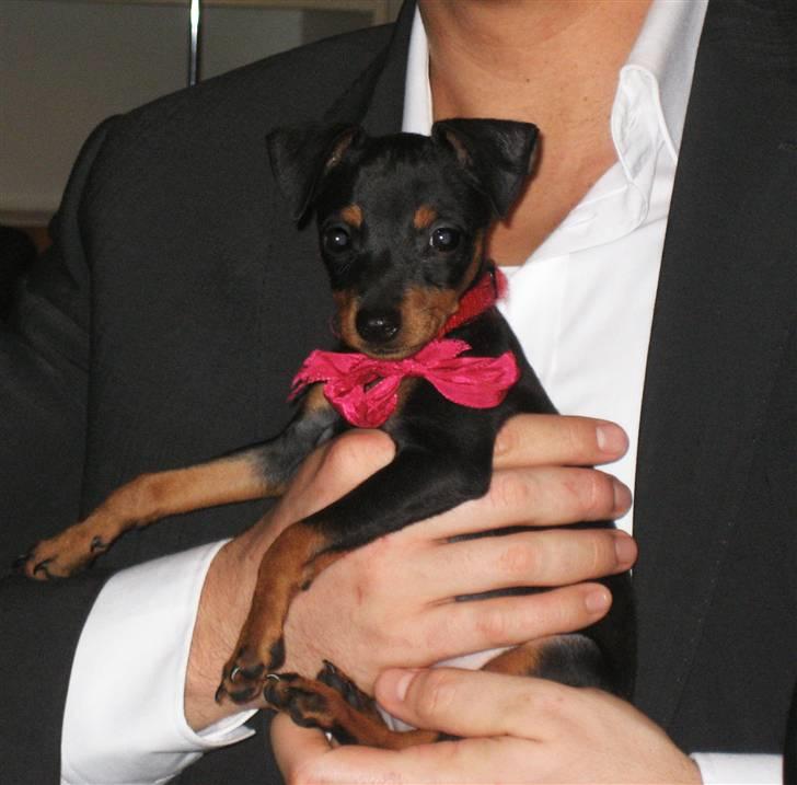 Dvaergpinscher Rødkildes Scirocco billede 6