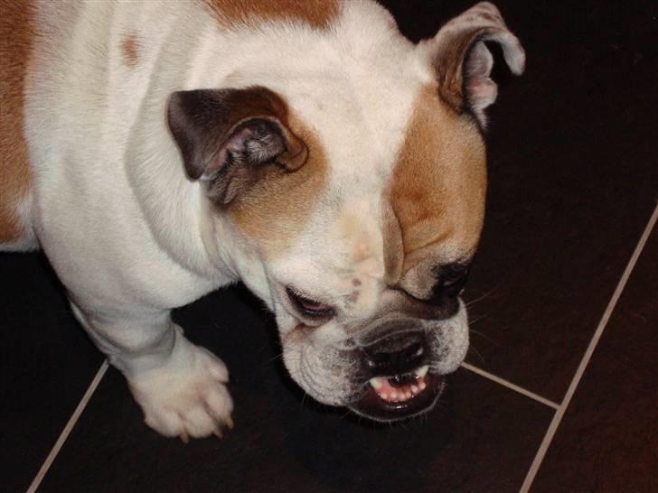 Engelsk bulldog Lina R.I.P. - En lillle smule underbid? billede 13