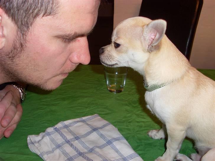 Chihuahua Chilli - Det er MIG der bestemmer her! billede 8