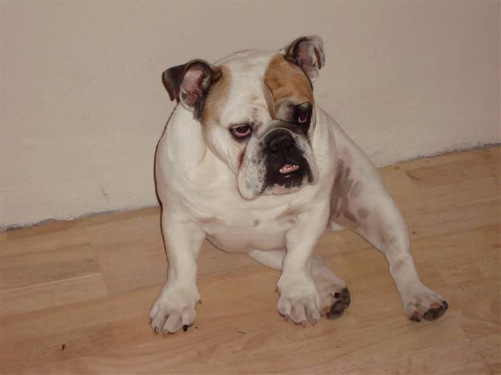 Engelsk bulldog Lina R.I.P. - Vores lille havfrue <3 billede 14