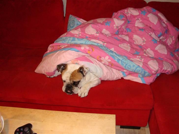 Engelsk bulldog Lina R.I.P. billede 15