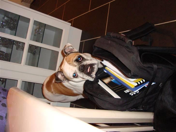 Engelsk bulldog Lina R.I.P. - Hjælper far med lektierne billede 16