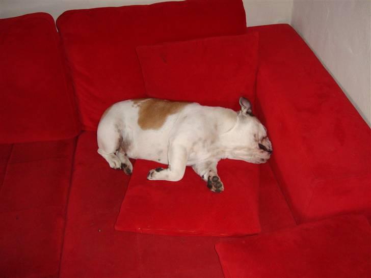 Engelsk bulldog Lina R.I.P. - Snork snork billede 17