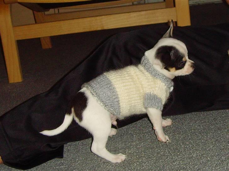 Chihuahua Charlie (Pirat Jack) - Mormor´s strik billede 6