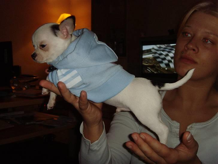 Chihuahua Charlie (Pirat Jack) - Ja mor kunne ikk lade være... hehe billede 7