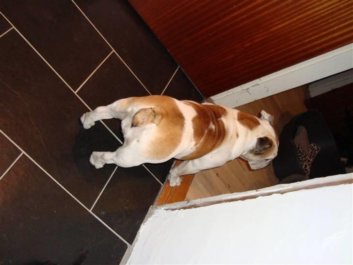 Engelsk bulldog Lina R.I.P. - Jeg tror der kommer nogen billede 18