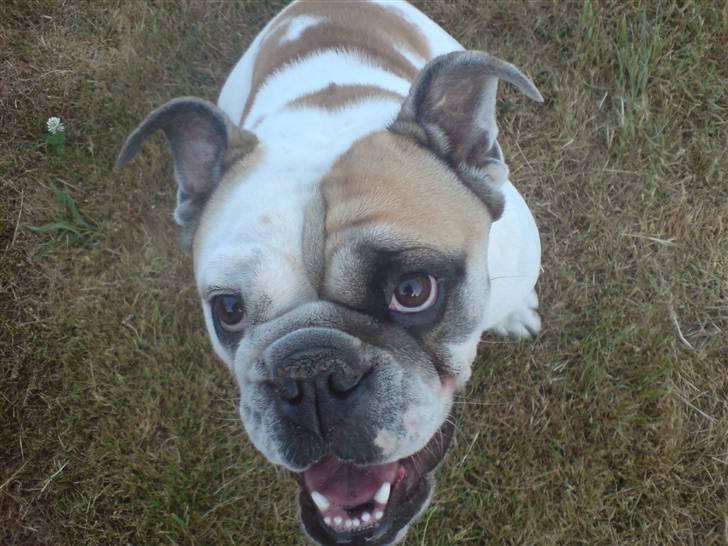 Engelsk bulldog Lina R.I.P. billede 19