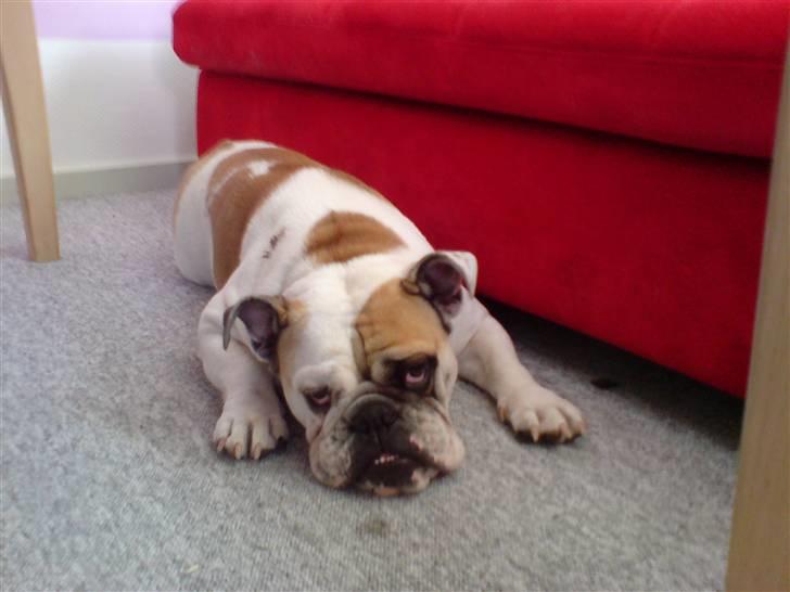 Engelsk bulldog Lina R.I.P. billede 20